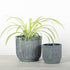 Navy Planter